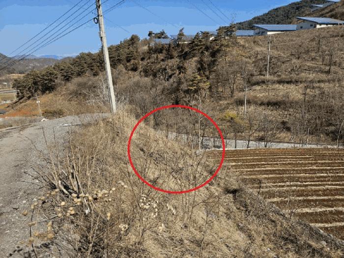 강원특별자치도 영월군 북면 문곡리 산116-10 임야 경매 사진 5
