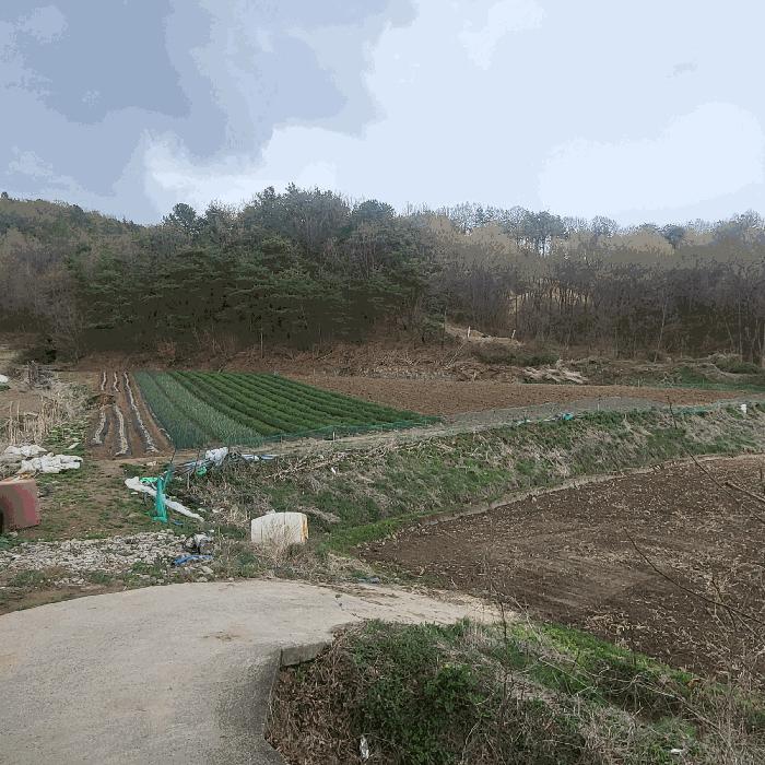 경상북도 예천군 지보면 송평리 186 전 경매 사진 1
