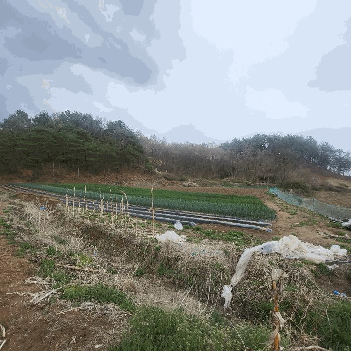 경상북도 예천군 지보면 송평리 186 전 경매 사진 2
