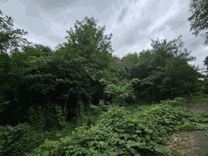 경상북도 경주시 외동읍 석계리 950-1 임야 경매 사진 3
