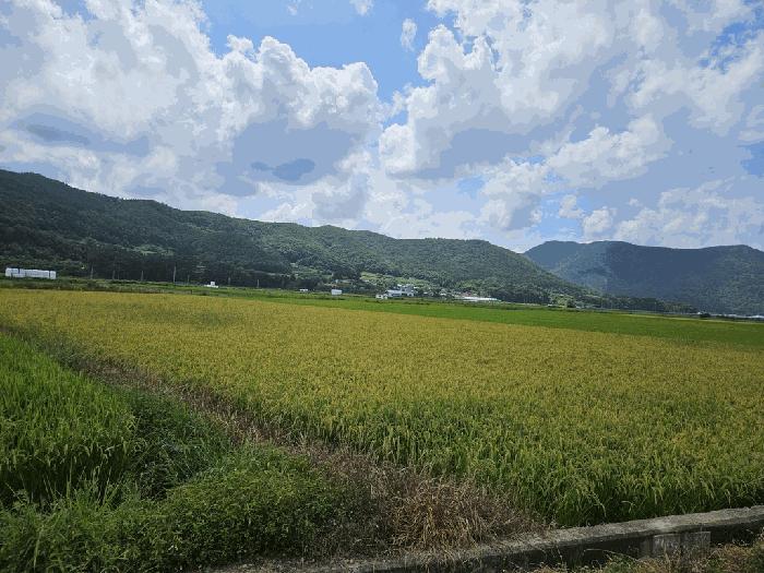 경상북도 경주시 산내면 외칠리 1009 답 경매 사진 3