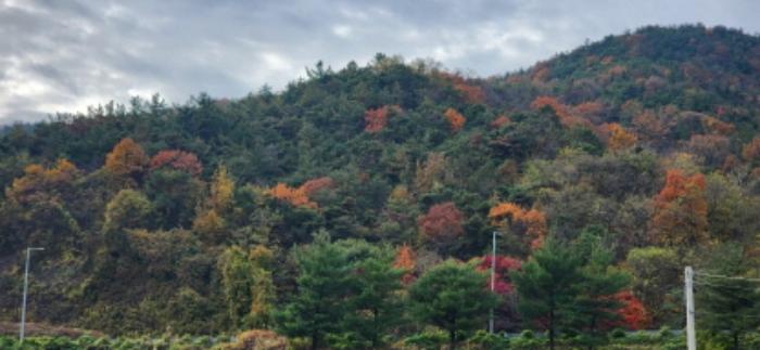 경상북도 구미시 장천면 명곡리 677 전 경매 사진 10