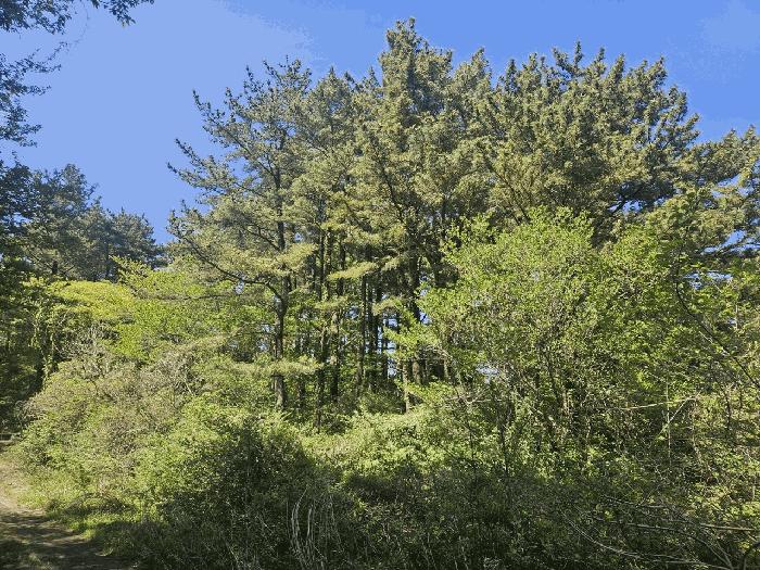 제주특별자치도 제주시 애월읍 소길리 산253-5 임야 경매 사진 3
