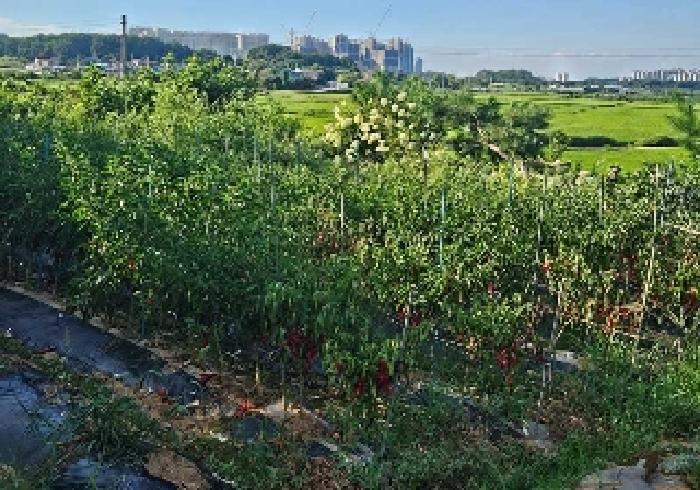 경기도 평택시 현덕면 도대리 172-6 답 경매 사진 17