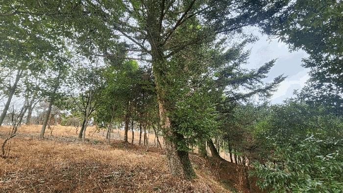경상남도 사천시 곤명면 삼정리 산29-1 임야 경매 사진 21