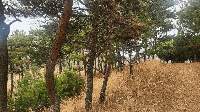 경상남도 사천시 곤명면 삼정리 산29-1 임야 경매 사진 24
