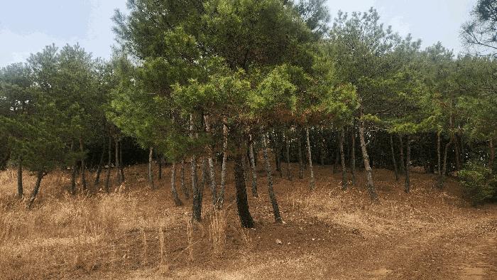 경상남도 사천시 곤명면 삼정리 산29-1 임야 경매 사진 35