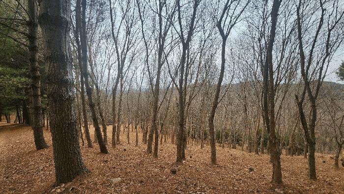 경상남도 사천시 곤명면 삼정리 산29-1 임야 경매 사진 39
