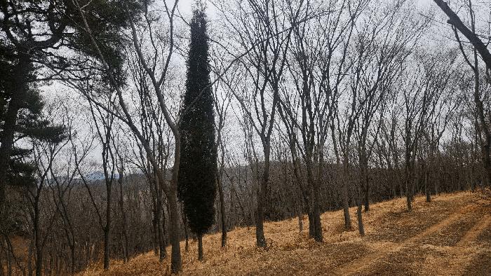 경상남도 사천시 곤명면 삼정리 산29-1 임야 경매 사진 46