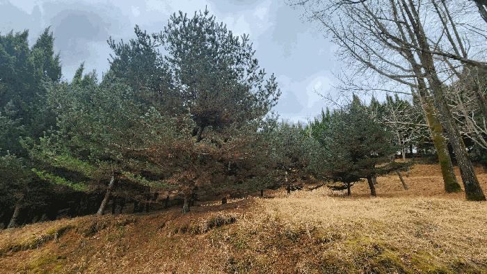 경상남도 사천시 곤명면 삼정리 산29-1 임야 경매 사진 47