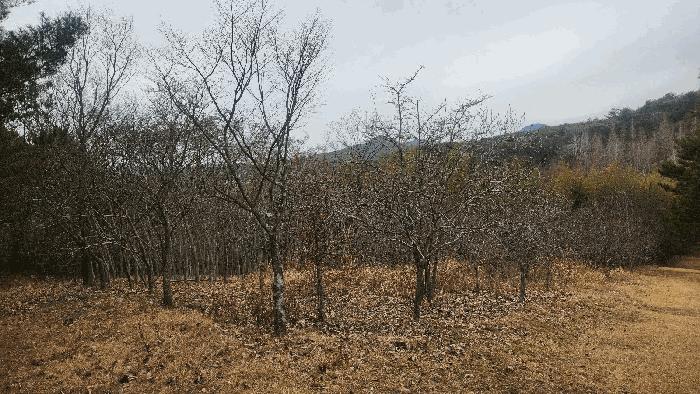 경상남도 사천시 곤명면 삼정리 산29-1 임야 경매 사진 50