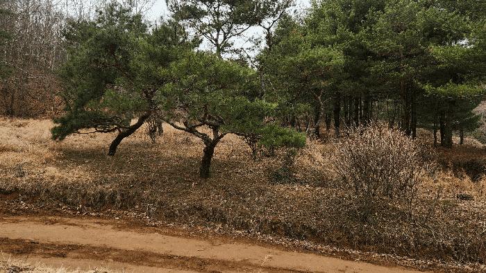 경상남도 사천시 곤명면 삼정리 산29-1 임야 경매 사진 52
