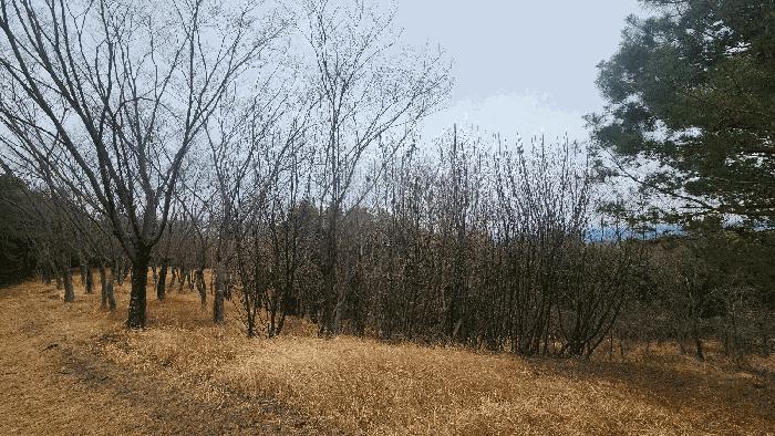 경상남도 사천시 곤명면 삼정리 산29-1 임야 경매 사진 58
