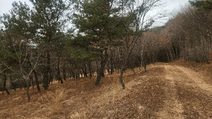 경상남도 사천시 곤명면 삼정리 산29-1 임야 경매 사진 59