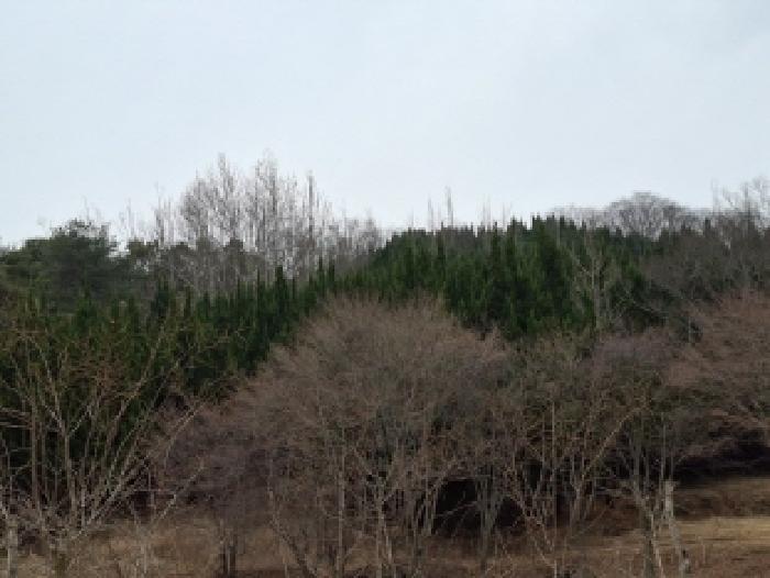 경상남도 사천시 곤명면 삼정리 산29-1 임야 경매 사진 69