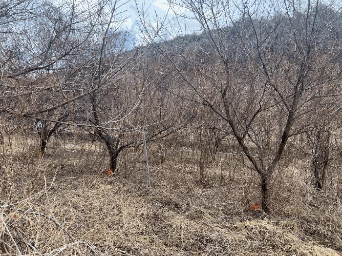 경상북도 의성군 옥산면 실업리 519-1 과수원 경매 사진 1