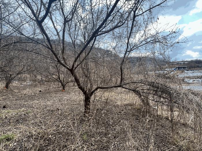 경상북도 의성군 옥산면 실업리 519-1 과수원 경매 사진 3