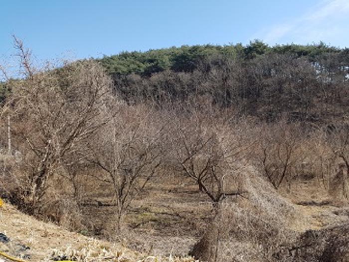 경상북도 의성군 옥산면 실업리 519-1 과수원 경매 사진 7