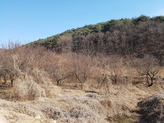 경상북도 의성군 옥산면 실업리 519-1 과수원 경매 사진 8