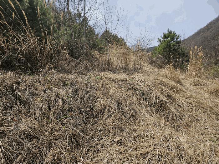 경상북도 의성군 옥산면 오류리 666 전 경매 사진 1