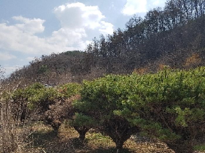 경상북도 의성군 금성면 청로리 465 전 경매 사진 11
