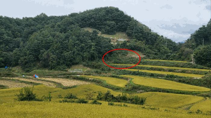 경상남도 합천군 용주면 죽죽리 346 임야 경매 사진 1