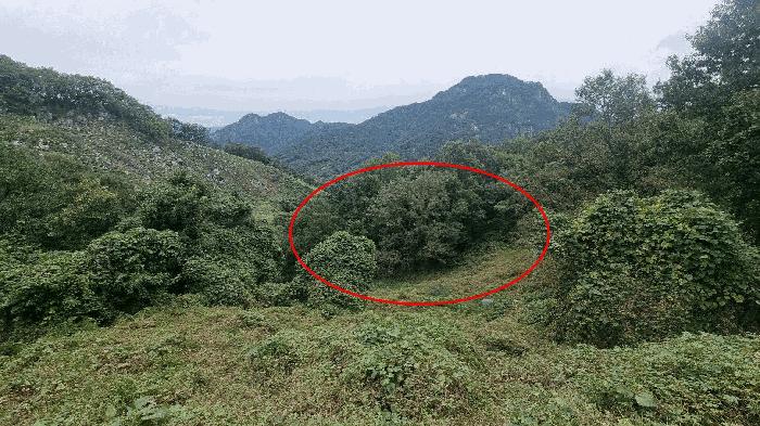 경상남도 합천군 용주면 죽죽리 346 임야 경매 사진 2