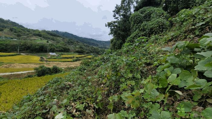 경상남도 합천군 용주면 죽죽리 346 임야 경매 사진 3