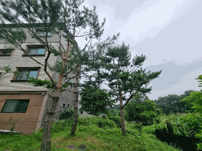 충청북도 음성군 금왕읍 내송리 70-88 임야 경매 사진 2