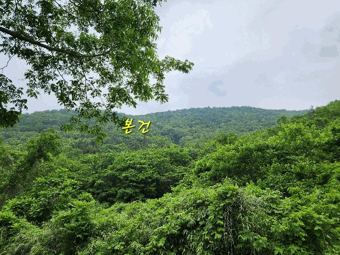 경상남도 남해군 남면 당항리 산25 임야 경매 사진 4