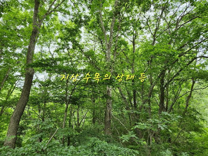 경상남도 남해군 남면 당항리 산25 임야 경매 사진 5