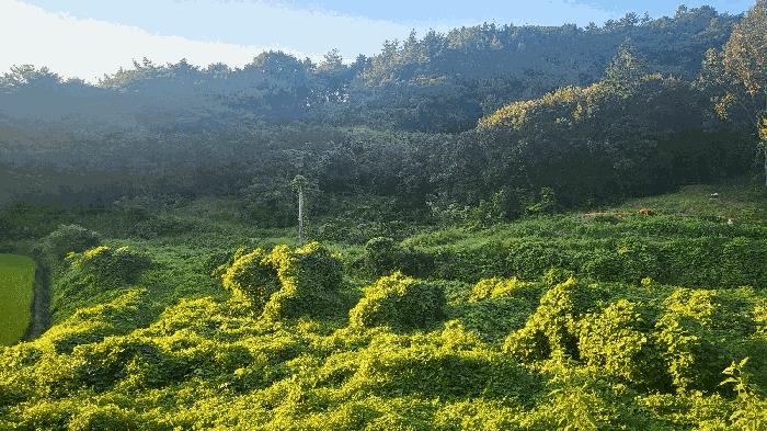 전라남도 무안군 삼향읍 지산리 181 답 경매 사진 2