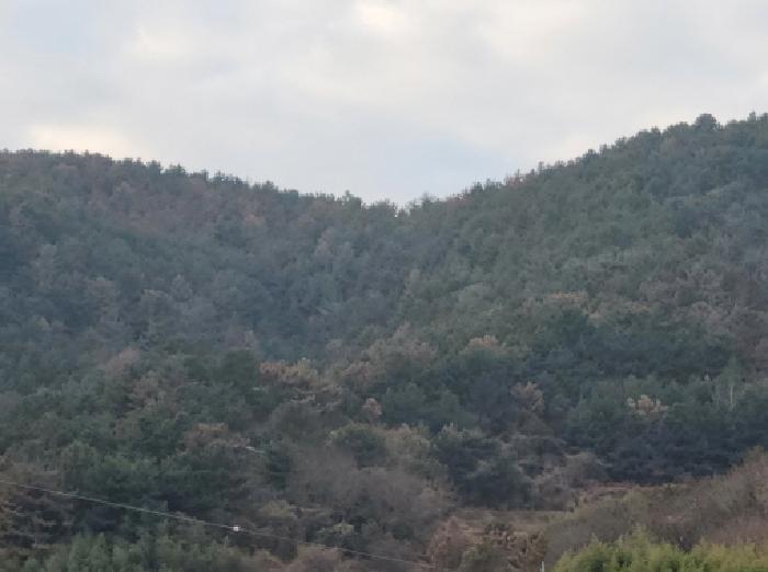 전라남도 여수시 돌산읍 둔전리 산150-4 임야 경매 사진 12