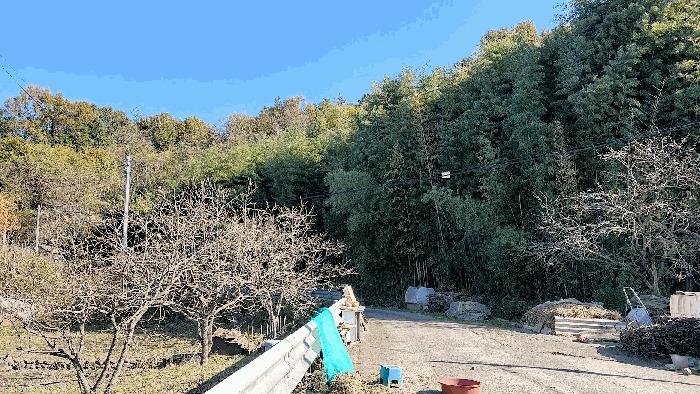 전라남도 보성군 조성면 은곡리 815 전 경매 사진 2