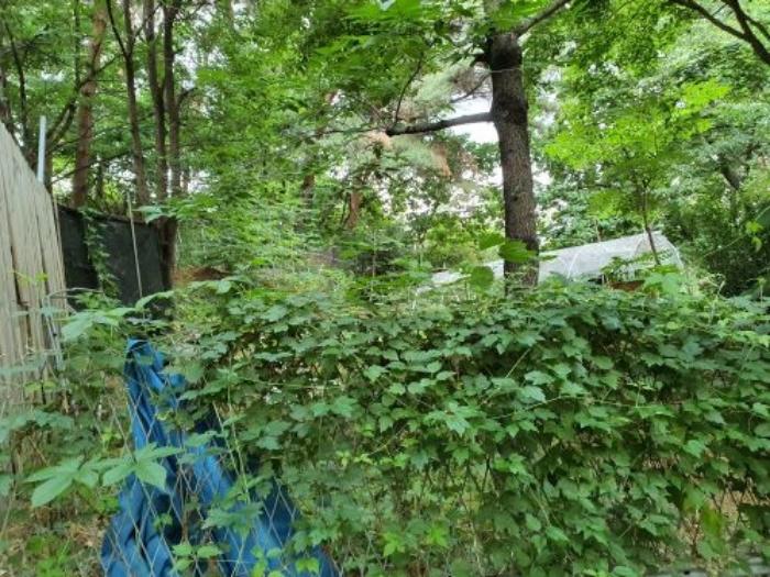 서울특별시 강북구 수유동 산121 임야 경매 사진 6