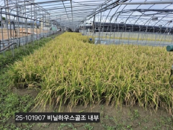부산광역시 강서구 대저2동 901-1 답 경매 사진 9