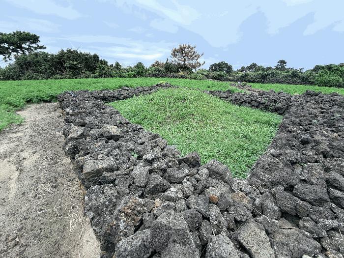 제주특별자치도 제주시 구좌읍 행원리 174 전 경매 사진 32