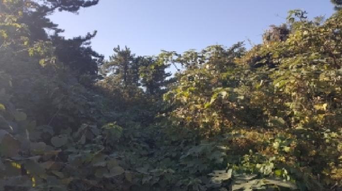 제주특별자치도 제주시 구좌읍 행원리 174 전 경매 사진 51
