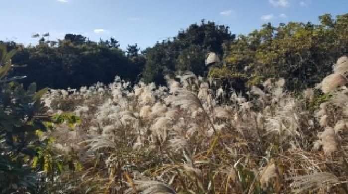 제주특별자치도 제주시 구좌읍 한동리 1658-1 임야 경매 사진 55