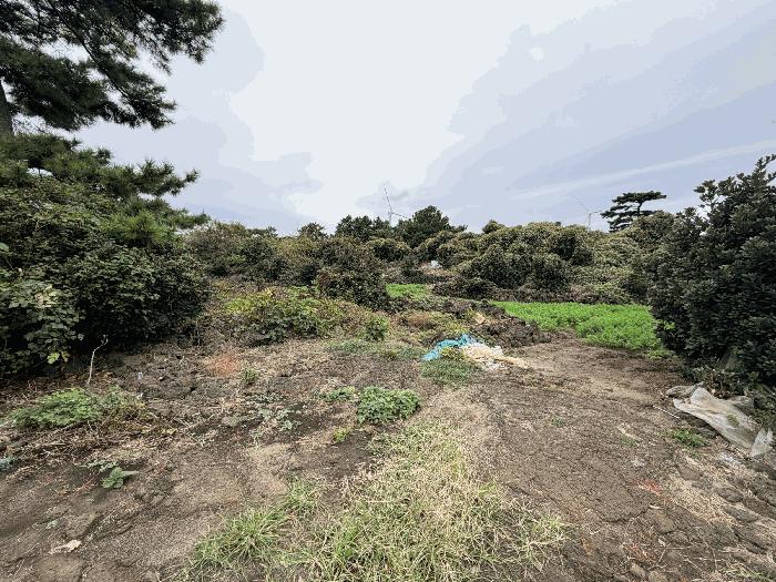 제주특별자치도 제주시 구좌읍 한동리 1668-1 임야 경매 사진 18