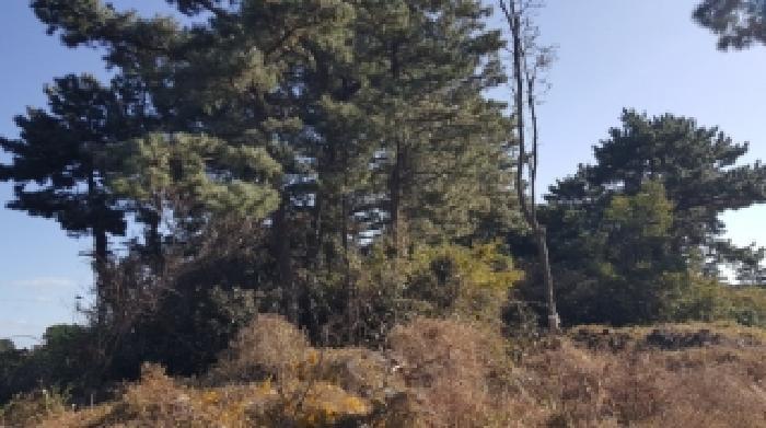 제주특별자치도 제주시 구좌읍 한동리 1739 임야 경매 사진 45