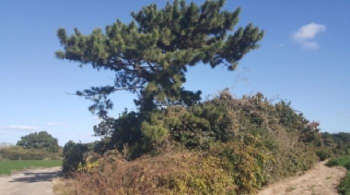 제주특별자치도 제주시 구좌읍 한동리 1739 임야 경매 사진 71