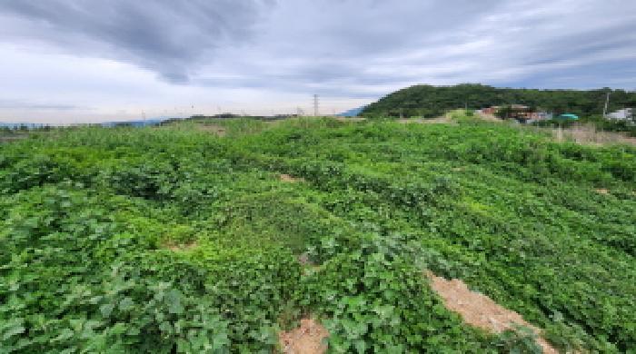 울산광역시 울주군 삼남읍 상천리 668-2 답 경매 사진 3