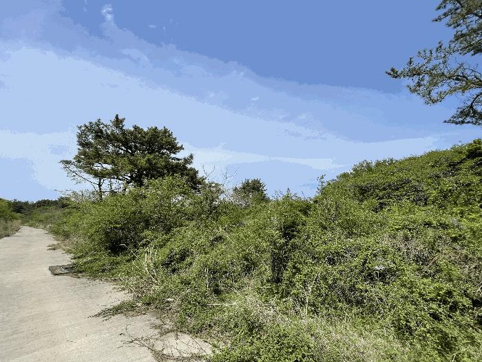 제주특별자치도 제주시 애월읍 소길리 산253-6 임야 경매 사진 4