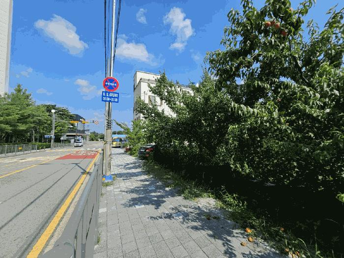 세종특별자치시 조치원읍 죽림리 333-4 과수원 경매 사진 2