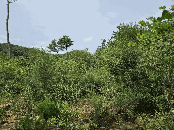경기도 포천시 관인면 사정리 산72 임야 경매 사진 5