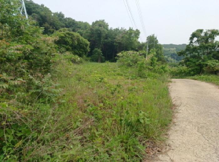 인천광역시 옹진군 영흥면 외리 284-3 임야 경매 사진 4