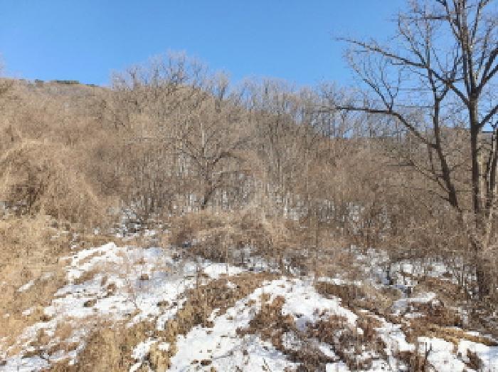 경기도 가평군 청평면 고성리 642-13 임야 경매 사진 5