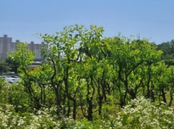 충청북도 진천군 이월면 사곡리 597-25 공장 경매 사진 17
