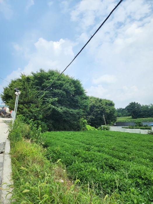 충청북도 청주시 청원구 내수읍 내수리 253 전 경매 사진 2
